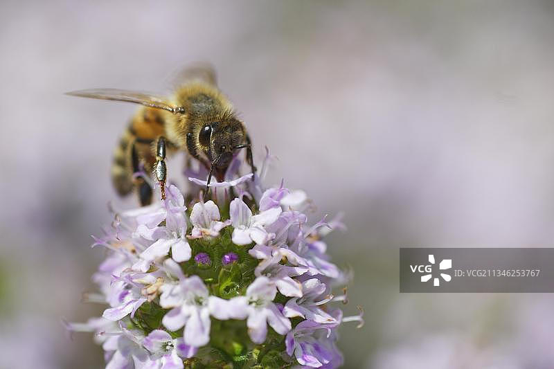 蜜蜂(Apis mellifica) 在阔叶百里香(Thymus pulegioides)上采集花蜜图片素材