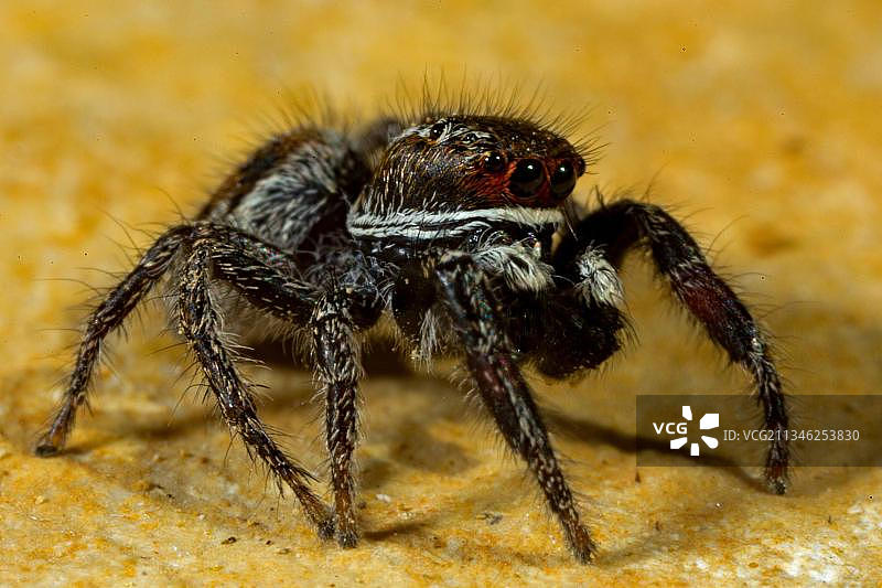 三斑佩蛛图片素材