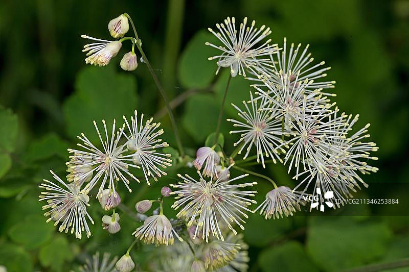 唐松草图片素材