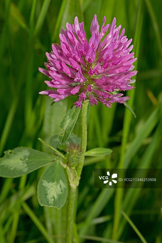 红色三叶草图片素材
