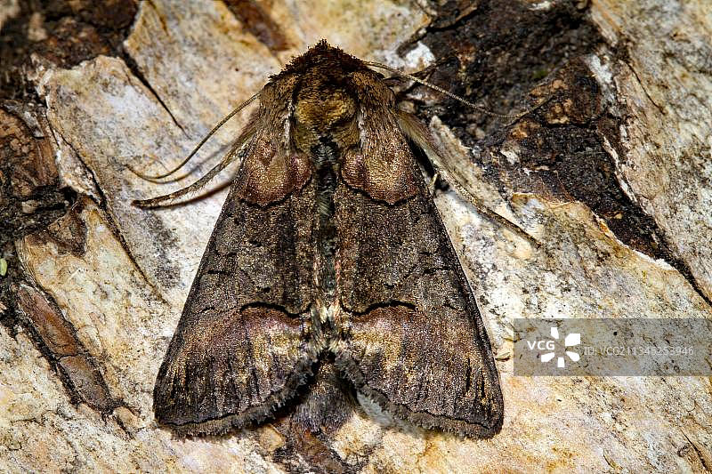 深灰色驼背猫头鹰图片素材