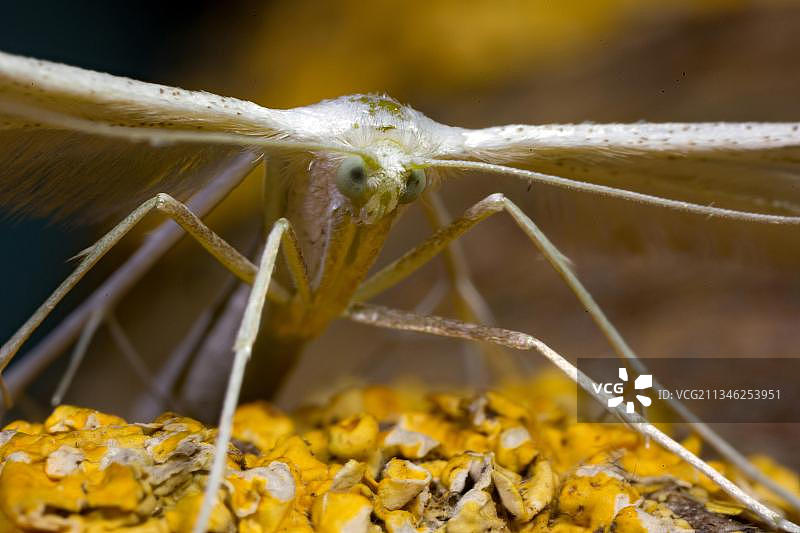 白羽蛾图片素材