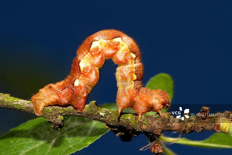 斑驳冬尺蛾幼虫图片素材