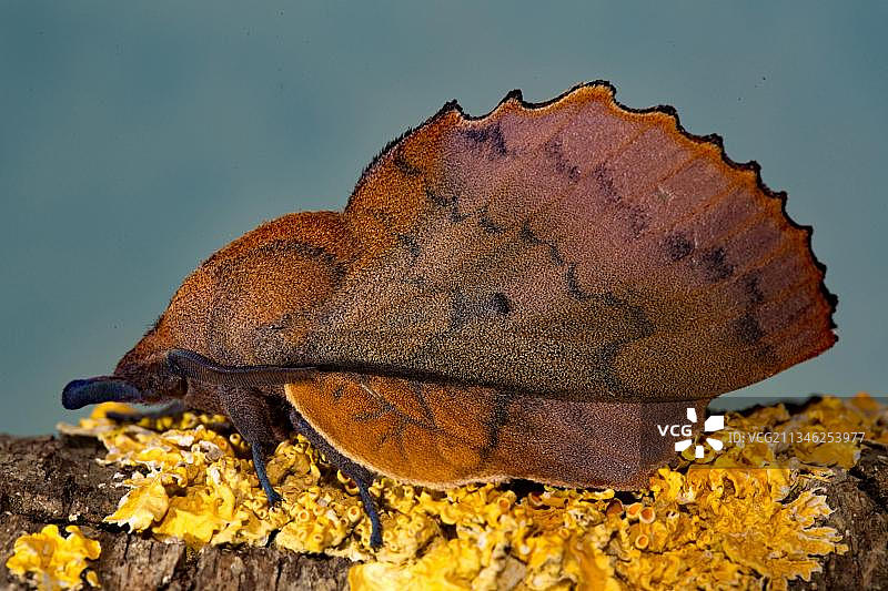 Lappet (Gastropacha quercifolia)图片素材