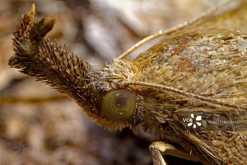 Hypena proboscidalis图片素材