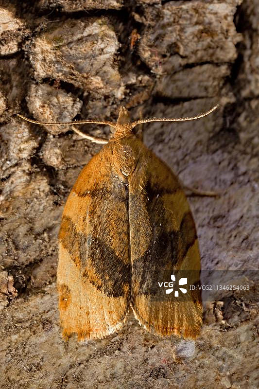 横纹果树卷蛾图片素材