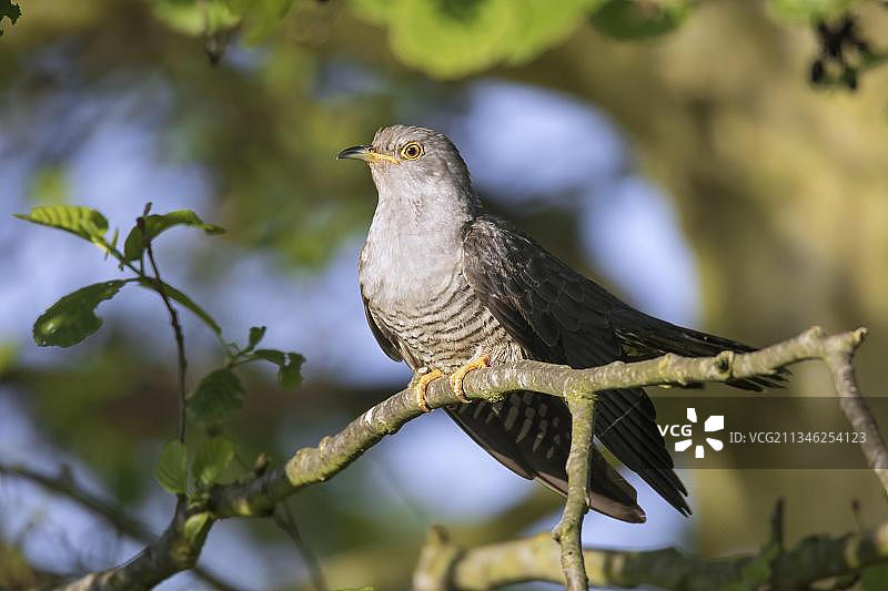 春季栖息在树上的雄性普通布谷鸟图片素材