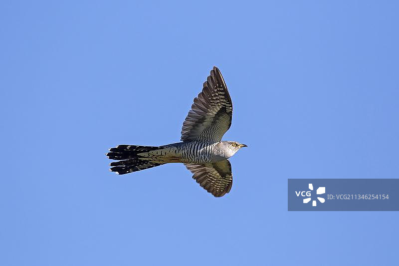 蓝天下飞翔的普通布谷鸟（Cuculus canorus）雄鸟图片素材