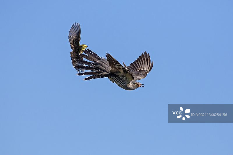 飞行中的普通布谷鸟与黄雀图片素材