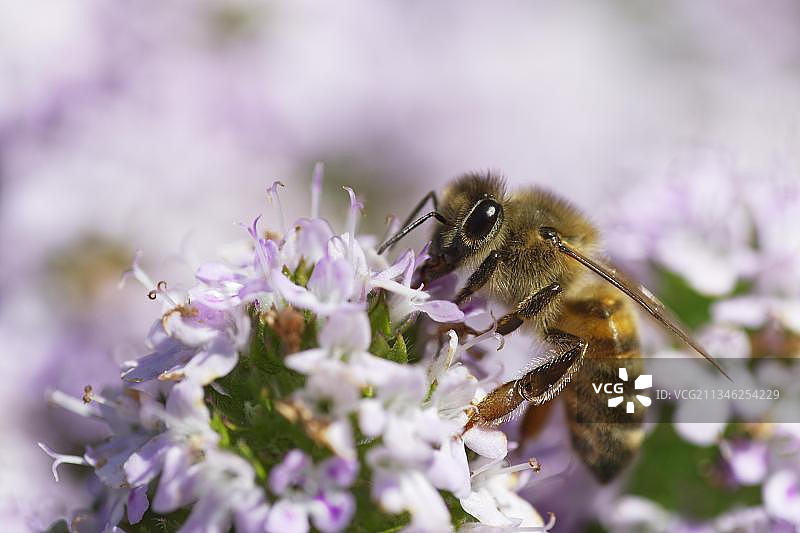 蜜蜂(Apis mellifica) 在阔叶百里香(Thymus pulegioides)上采集花蜜图片素材