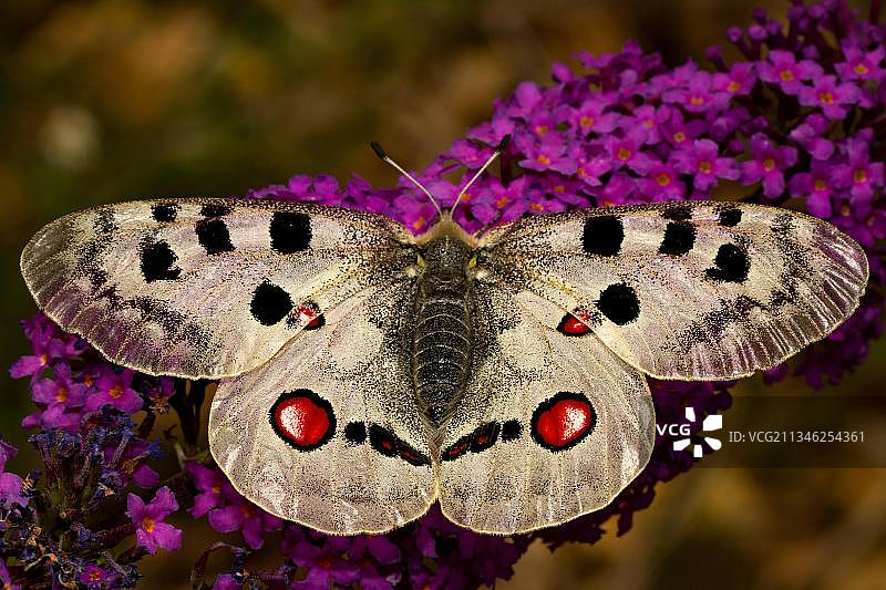 阿波罗绢蝶图片素材