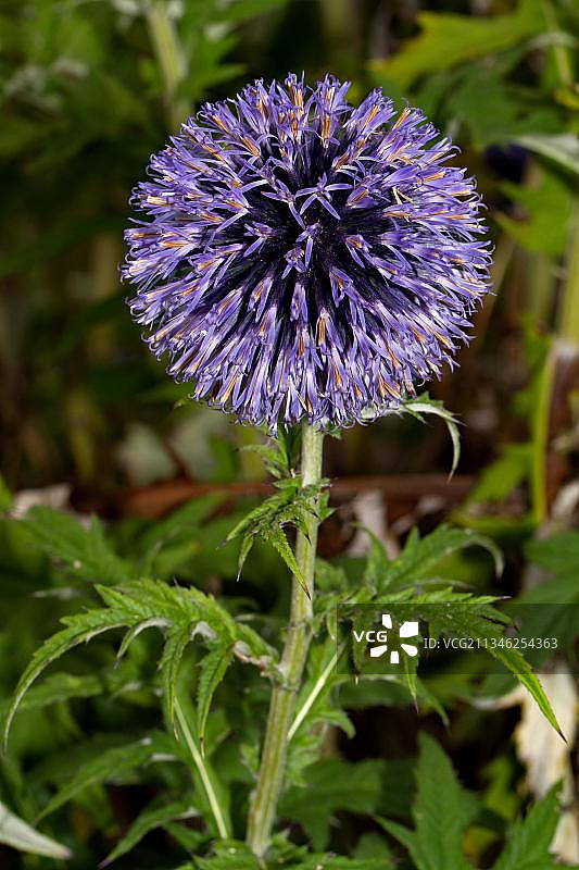蓝刺头图片素材