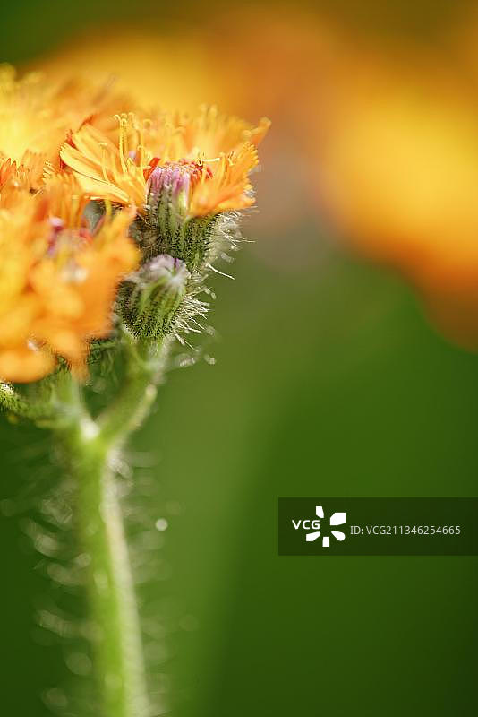 狐狸和幼崽（Hieracium aurantiacum）图片素材