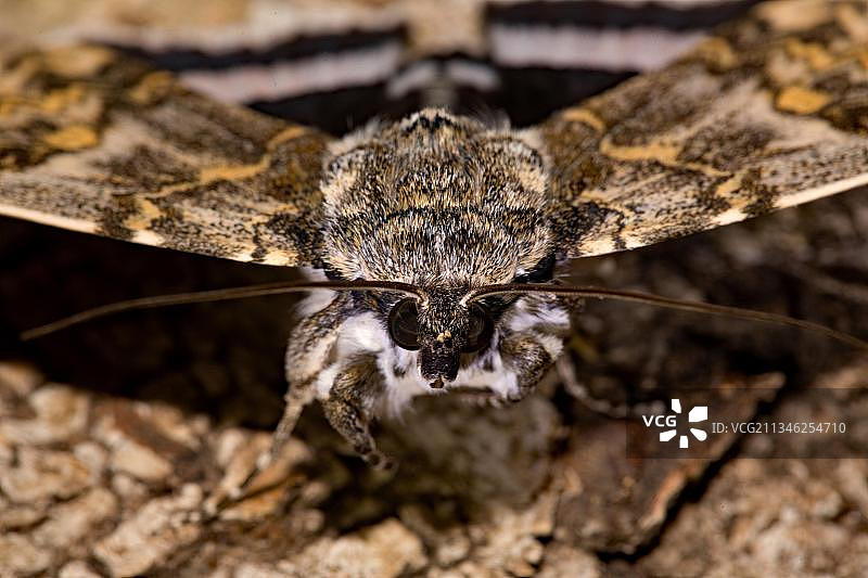 欧洲蓝带蛾图片素材