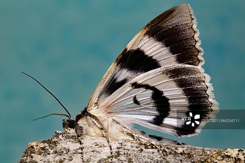 欧洲蓝带蛾图片素材