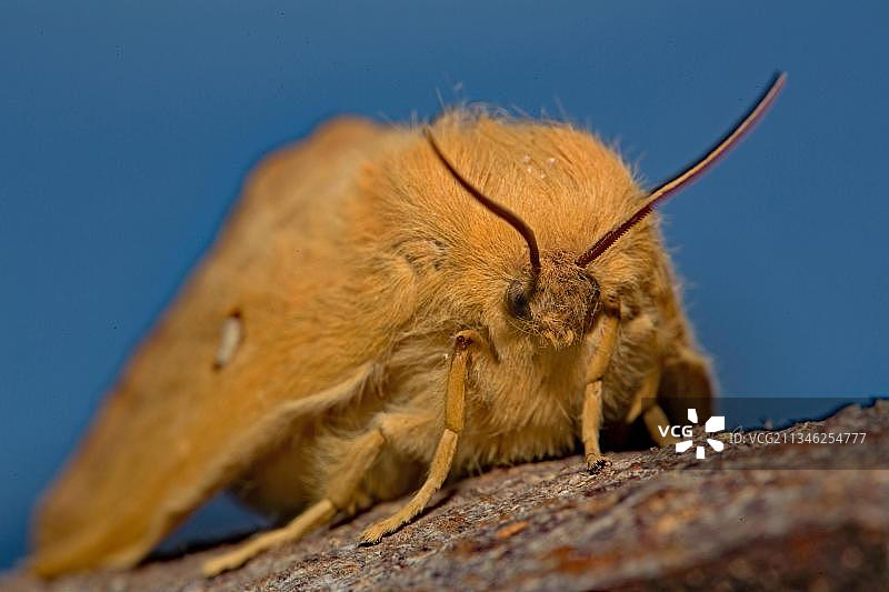 橡树毛虫（雌性）图片素材