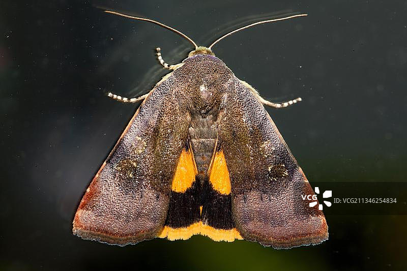 小型的黄色夜蛾图片素材