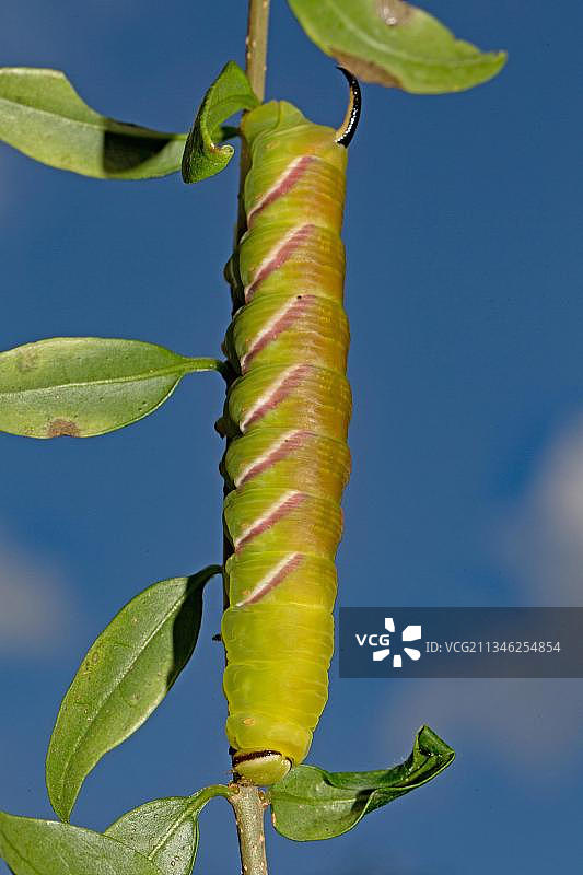 欧洲梣天蛾幼虫图片素材