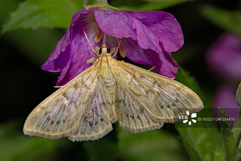 稻纵卷叶螟图片素材