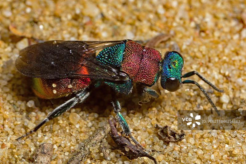 诺布尔金蜂图片素材