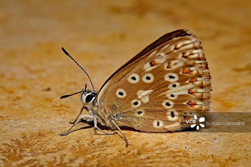 银灰蝶（Polyommatus coridon），雌性，石板图片素材