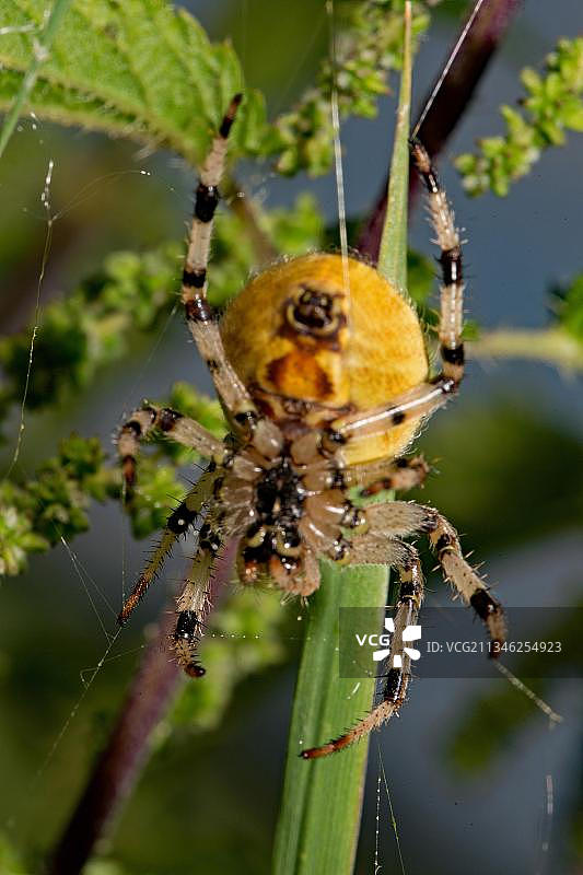 四星鬼蛛图片素材