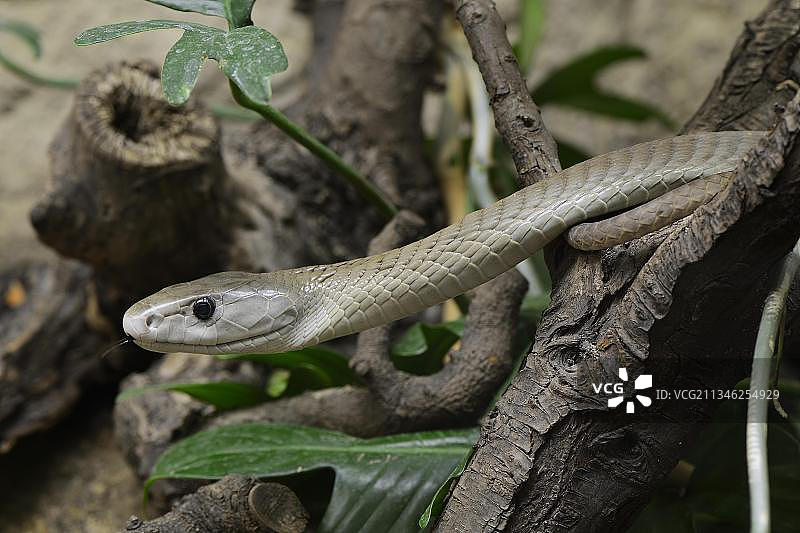 非洲圈养黑曼巴毒蛇图片素材