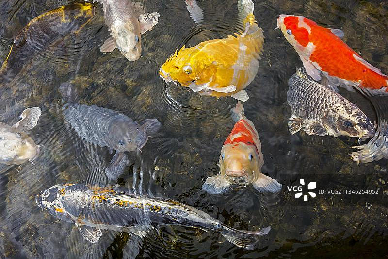 花园池塘里的彩色锦鲤图片素材