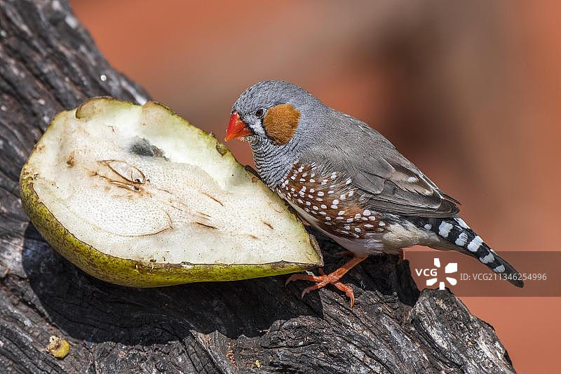 原产于澳大利亚的斑胸草雀在喂食器上吃水果图片素材