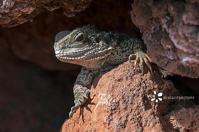 澳洲水龙从岩石缝隙中探出，原产于澳大利亚东部图片素材