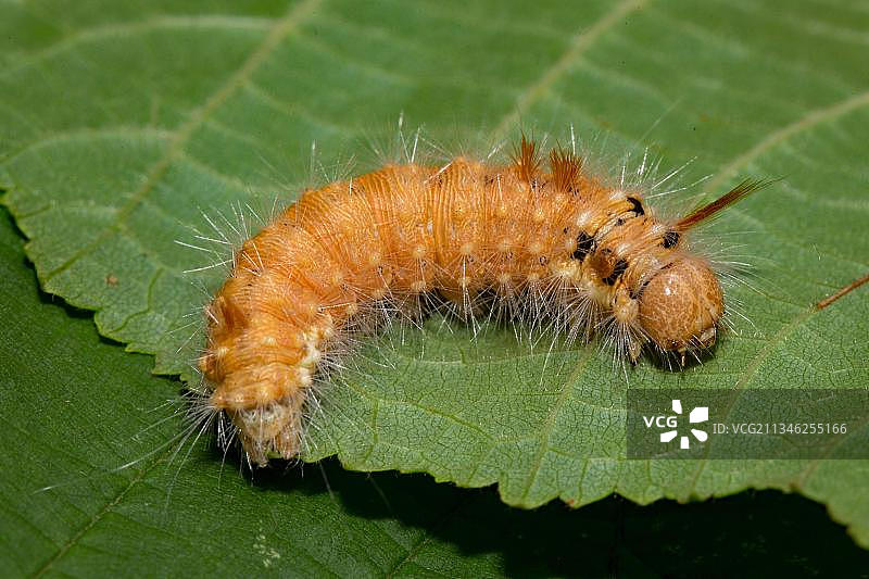 核桃蛀虫，坚果树毒蛾图片素材