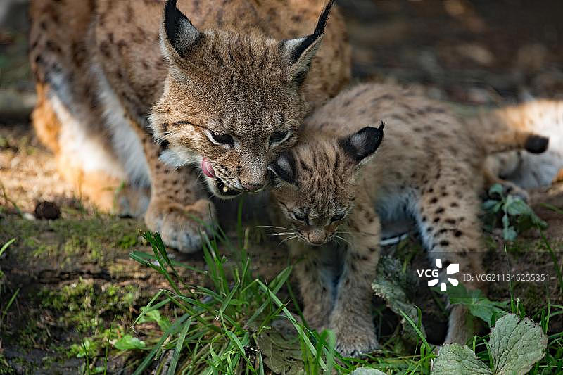 欧亚猞猁与幼崽图片素材