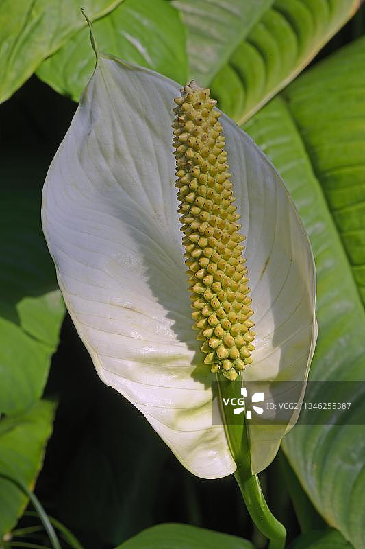 原生于中美洲的亮苞叶芋叶脉图片素材