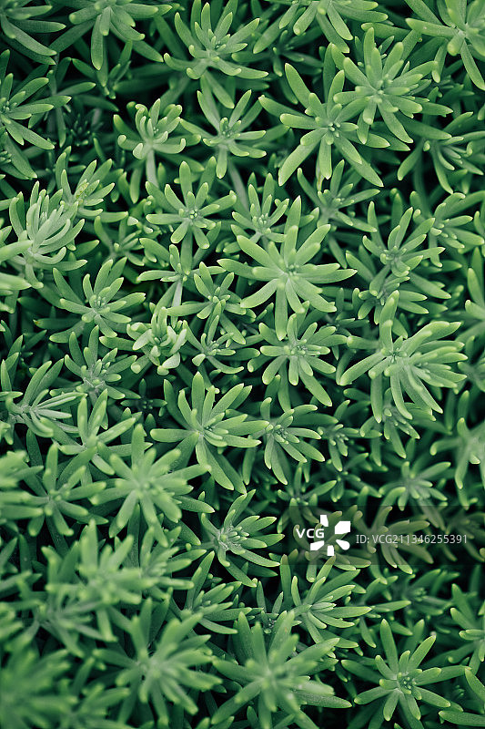 佛甲草背景绿色图片素材