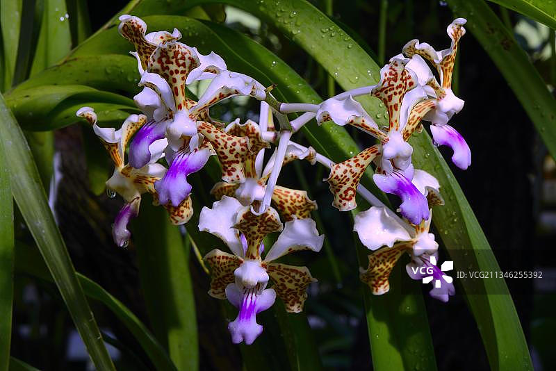 兰花，三色万代兰（Vanda tricolor），产于东南亚图片素材