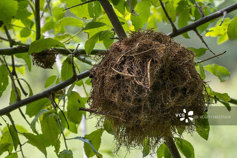 玫瑰瘿蜂瘿图片素材