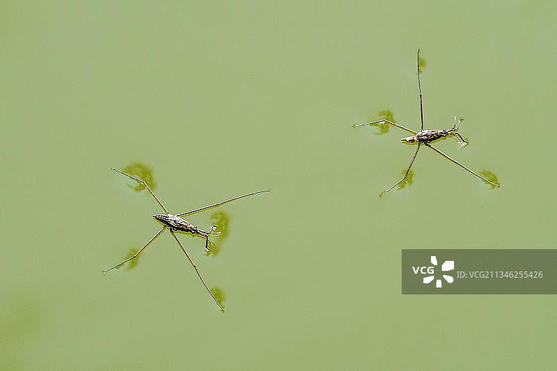 两个常见的长脚水黾，池塘水面上的长脚水黾图片素材