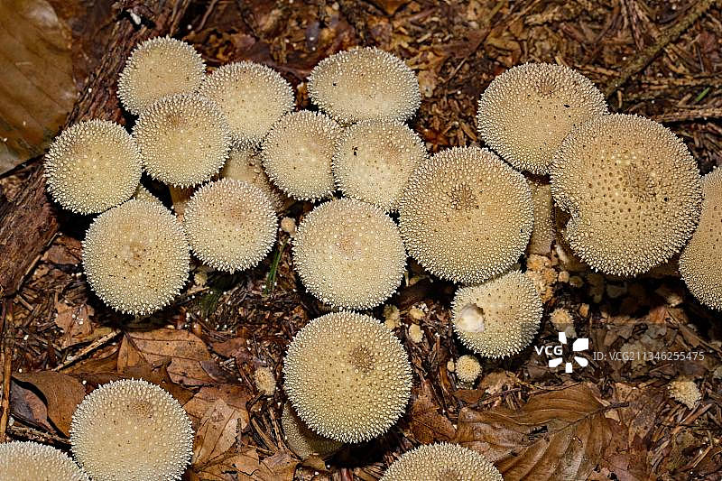 普通马勃图片素材