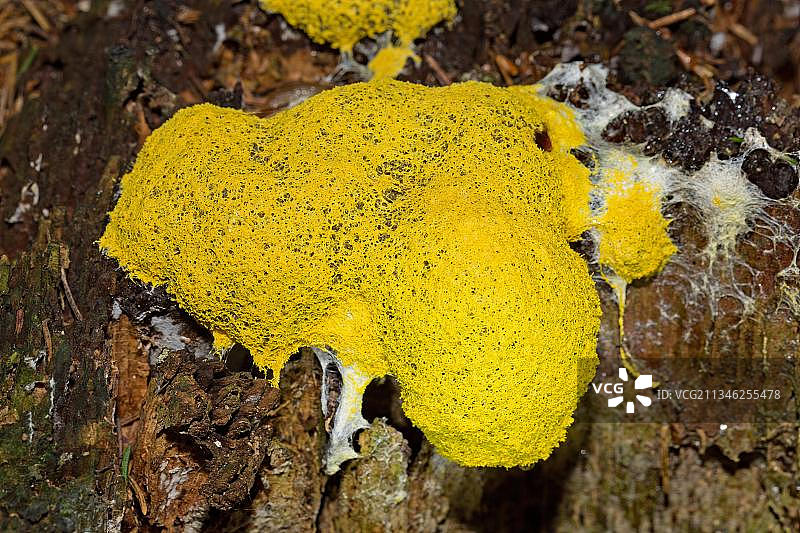 狗呕吐物上的黏菌图片素材