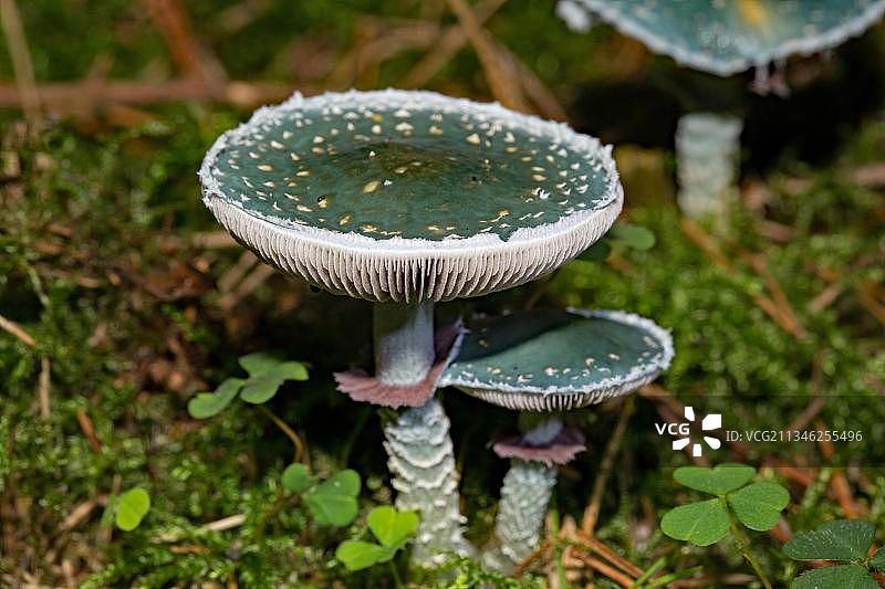 铜绿环柄菇图片素材