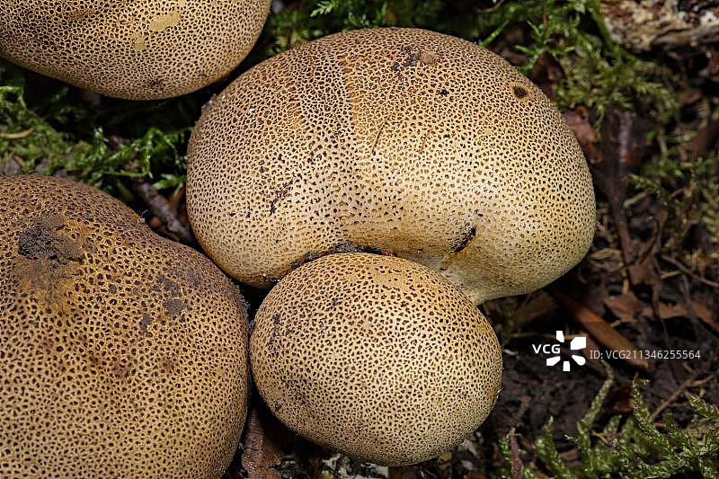 豹纹硬皮地星图片素材