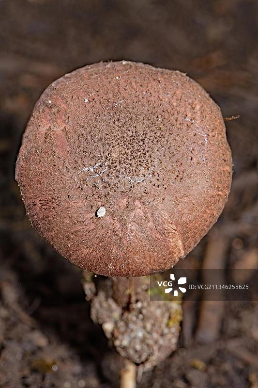 棕紫褶伞图片素材