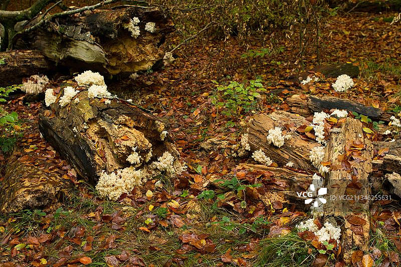 珊瑚齿菌图片素材