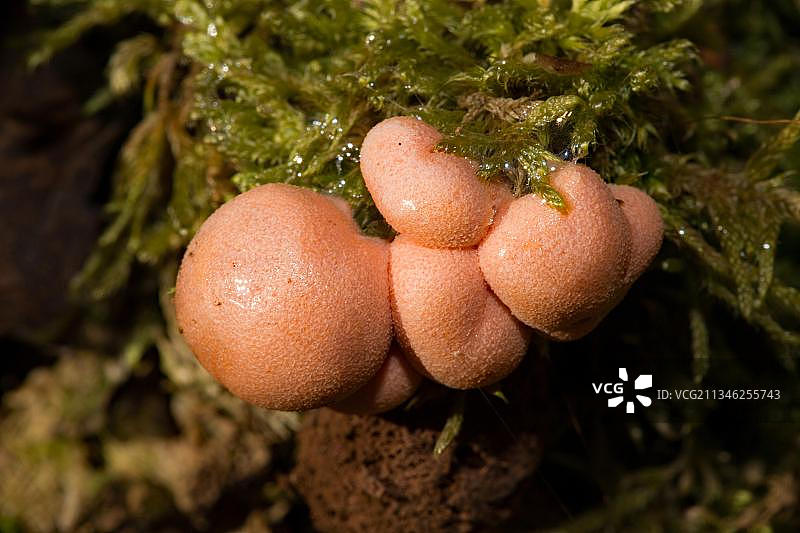 狼乳菌图片素材