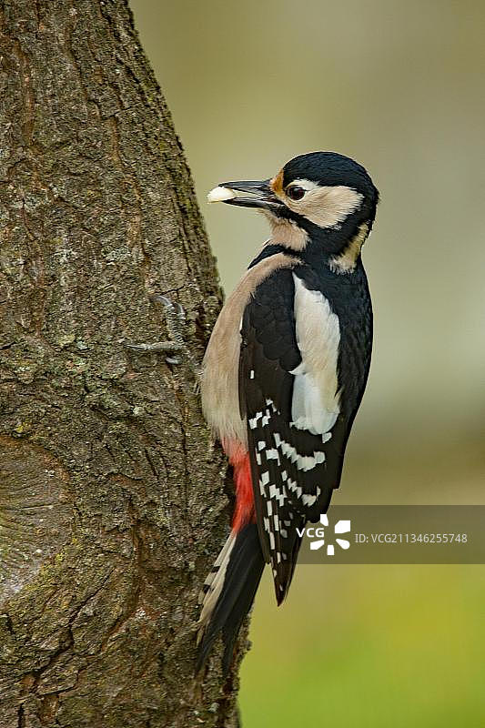 大斑啄木鸟图片素材