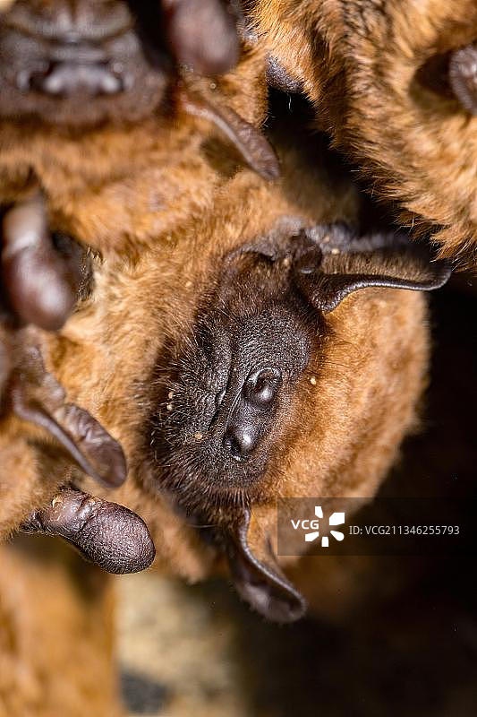 普通夜蝠（Nyctalus noctula），鸟巢箱图片素材