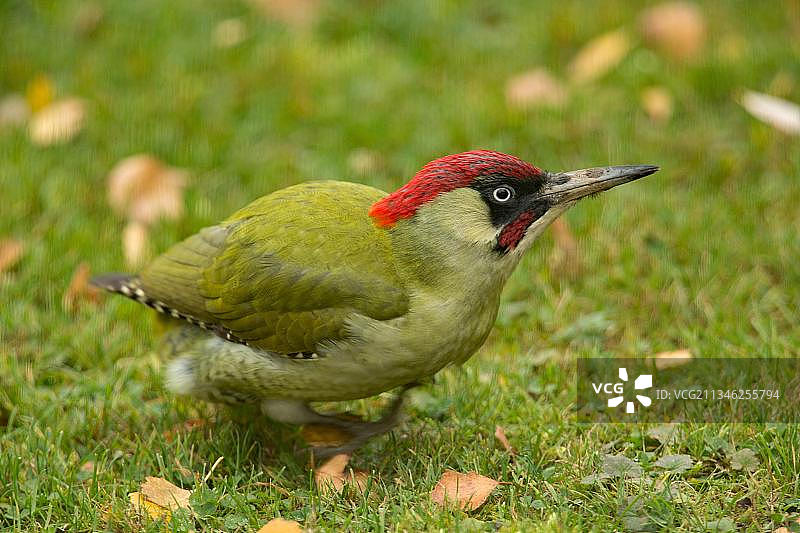 欧洲绿啄木鸟（绿啄木鸟），雄性图片素材