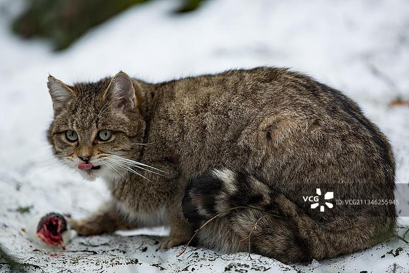 欧洲野猫图片素材