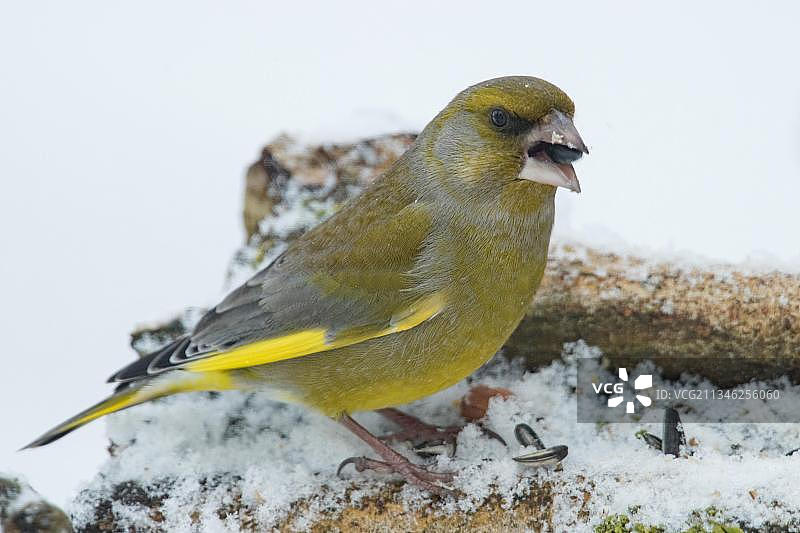 欧洲金翅雀图片素材