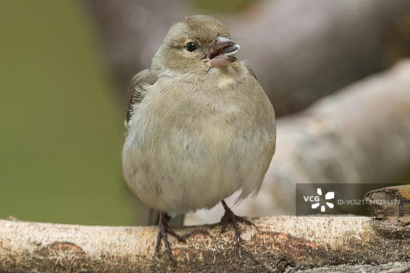 雌性苍头燕雀图片素材
